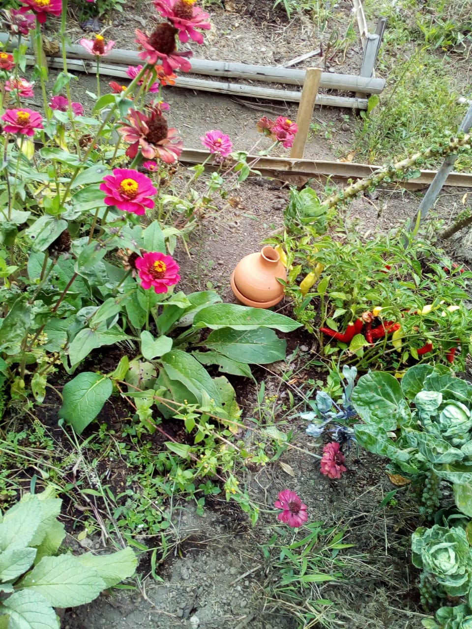 Consuelda mayor y flores