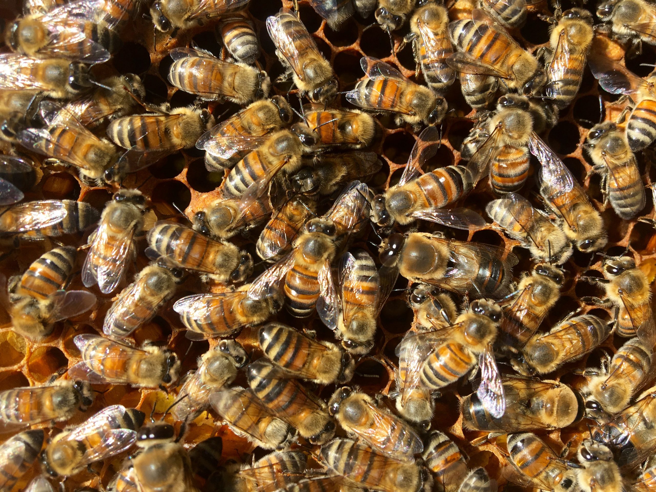 abejas de shungo tola