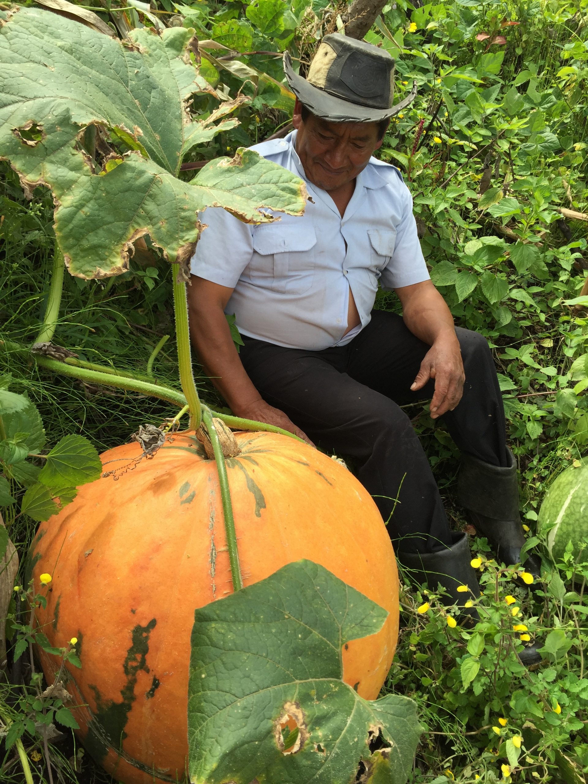 calabaza gigante 2