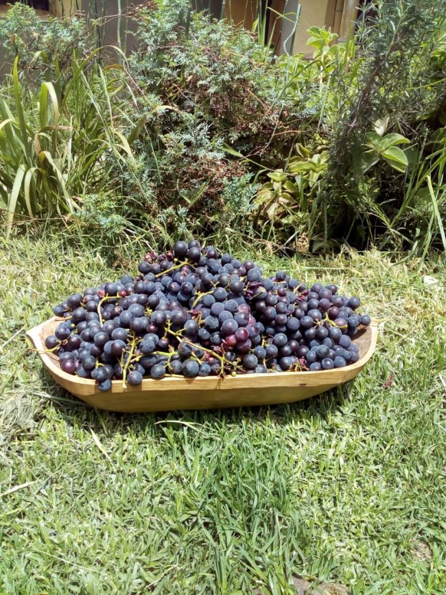 Uvas de Shungo Tola