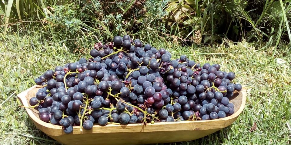 Uvas de Shungo Tola