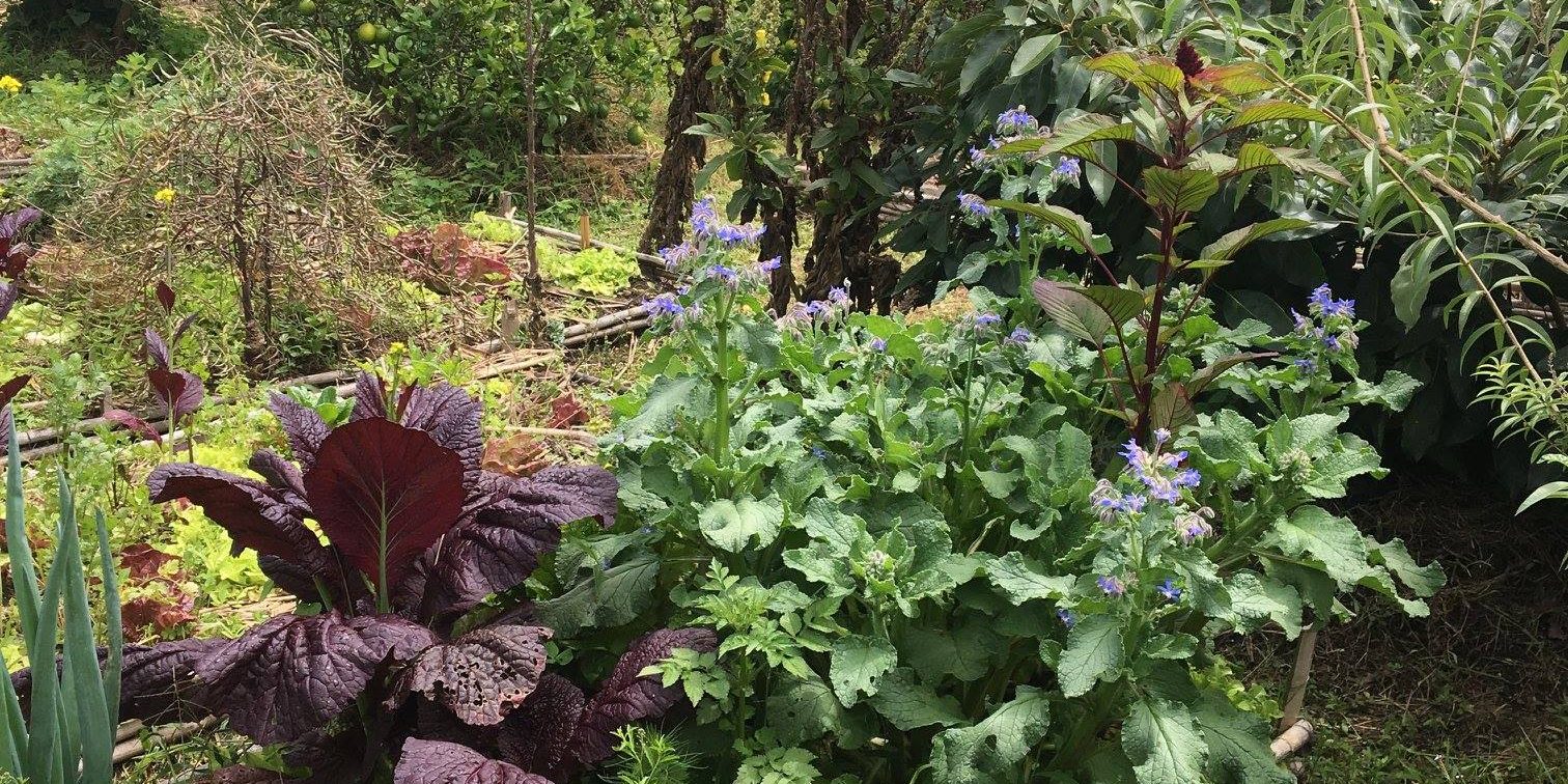 bello huerto en 2018