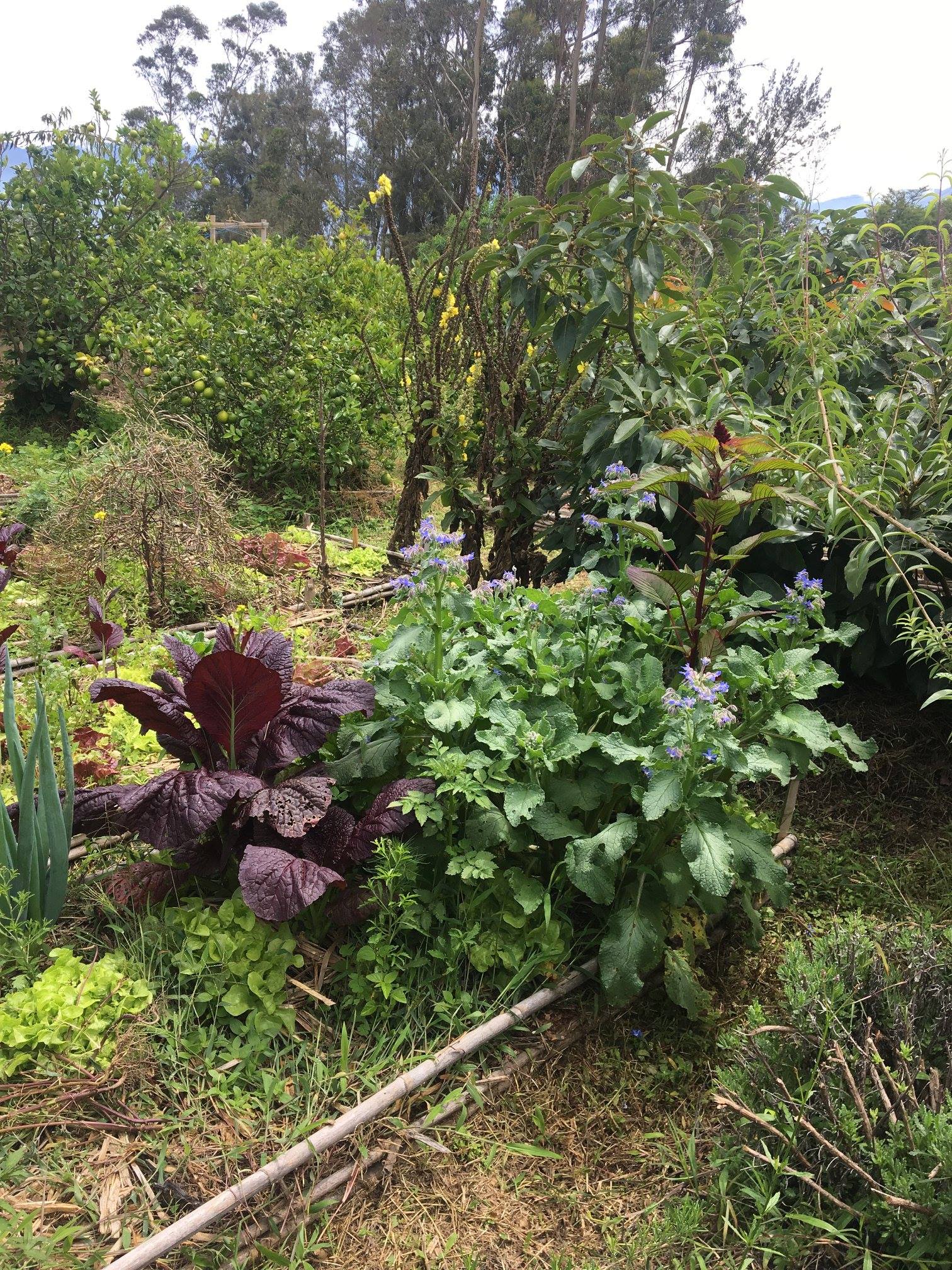 bello huerto en 2018