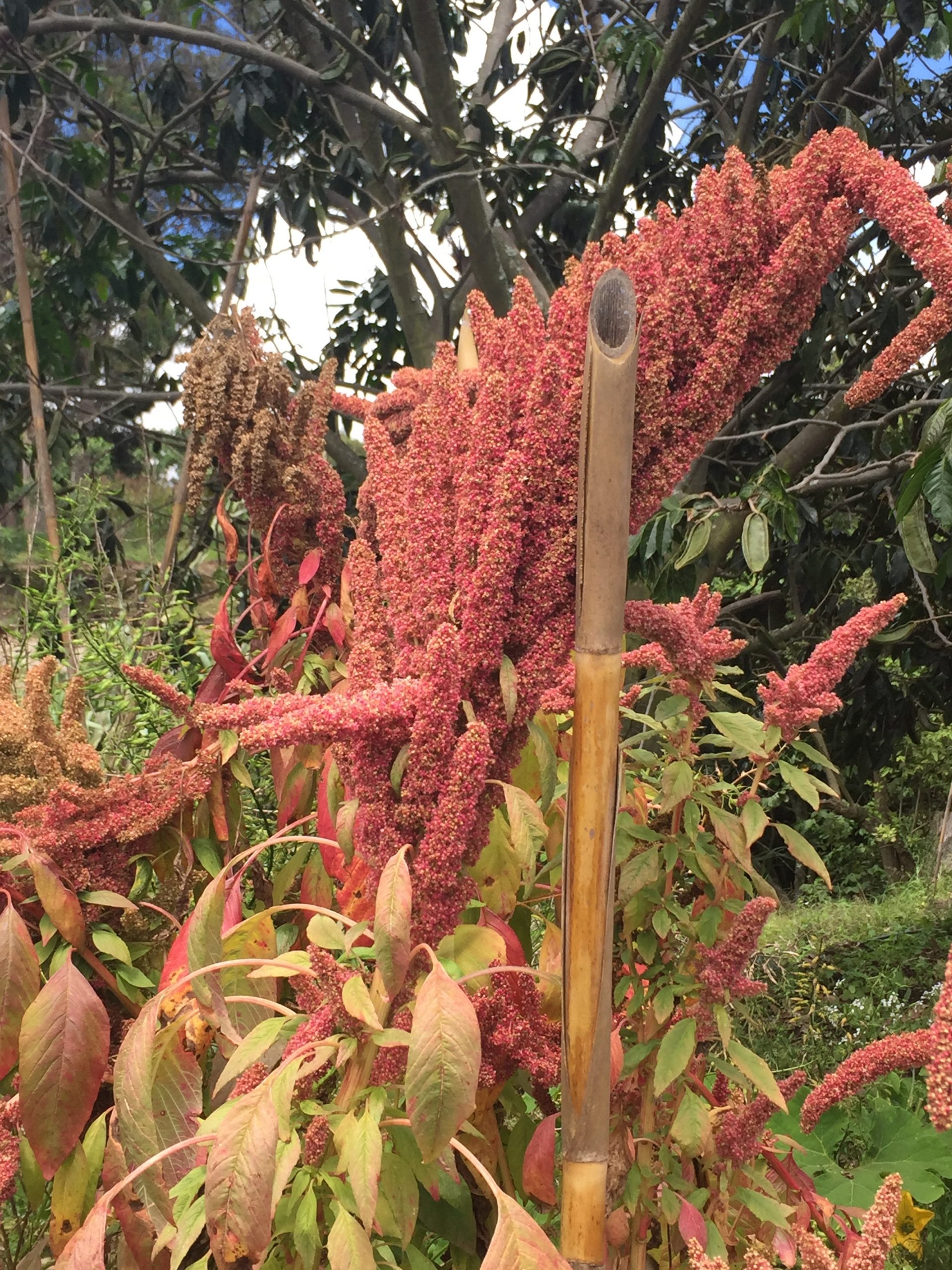 amaranto shungo tola