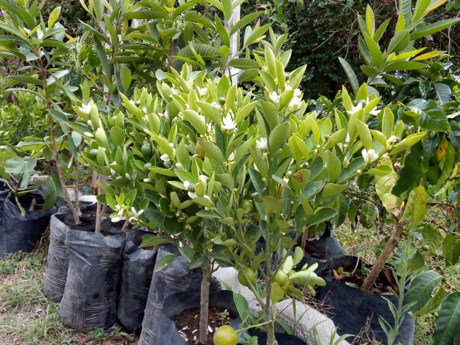 Arbolitos del vivero 2