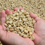 Café Caturra de altura Coffea arabiga