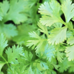 Culantro - Coriandrum sativum