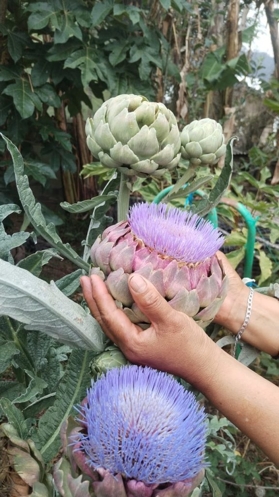 HUERTOS EMERGENTES: PERMACULTURA Y CULTIVO LUNAR
