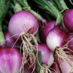 Cebolla paiteña - Allium cepa