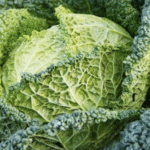 Col rizada de repollo - Brassica oleracea - var. sabellica
